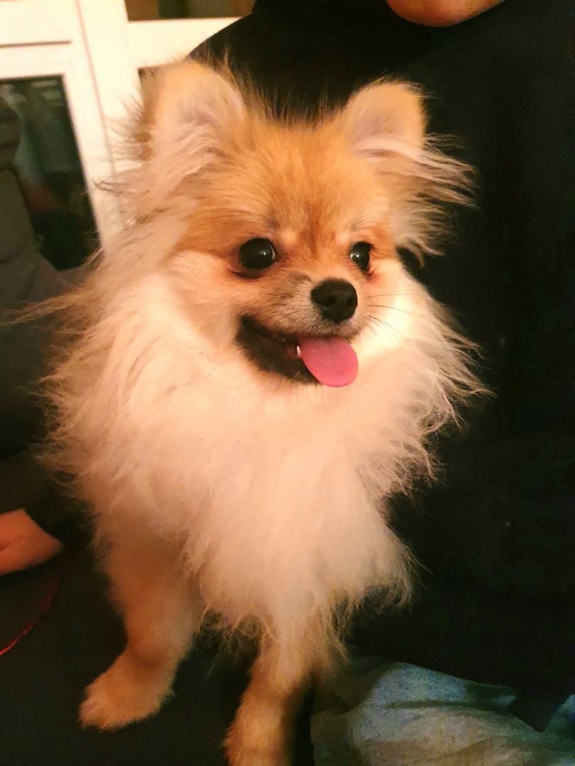 Ein süßer Zwergspitz