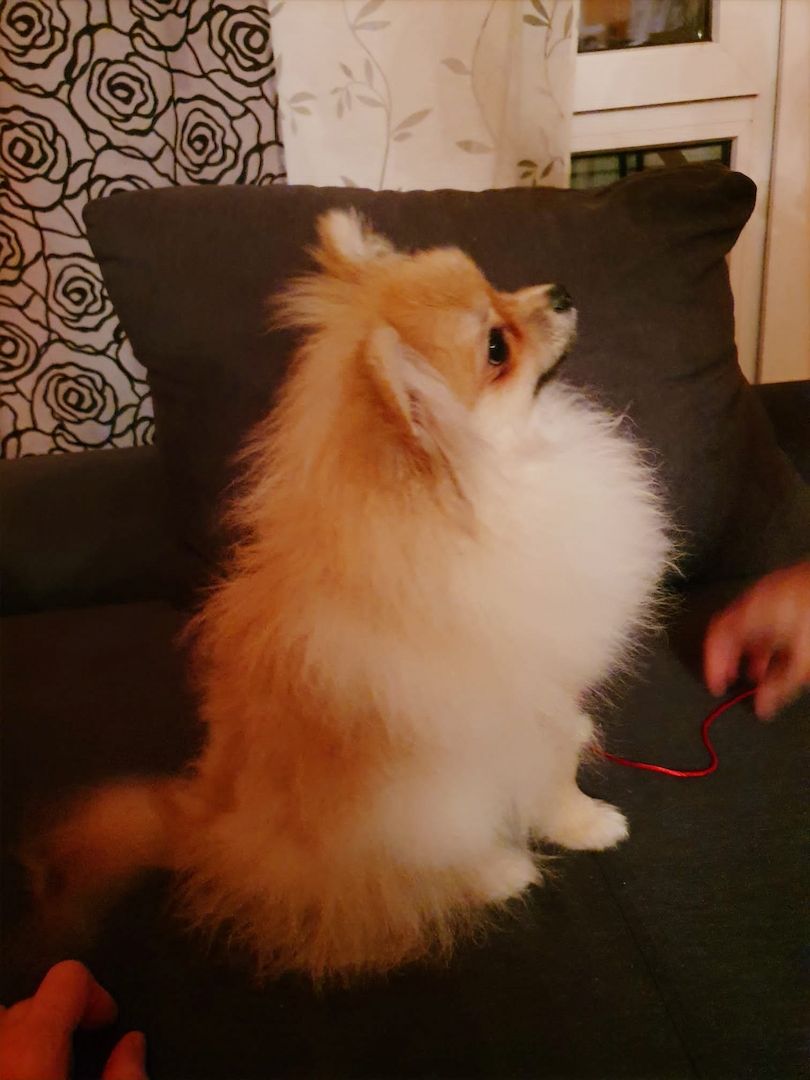 Ein süßer Zwergspitz