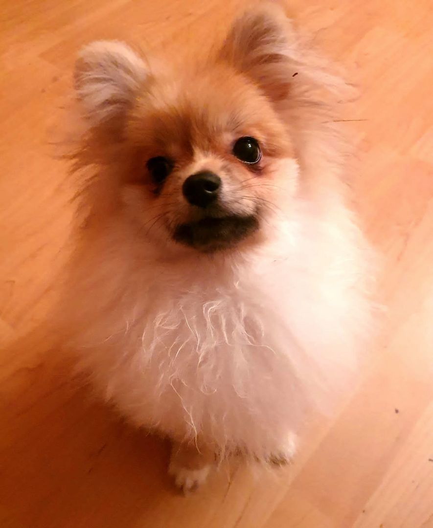 Ein süßer Zwergspitz