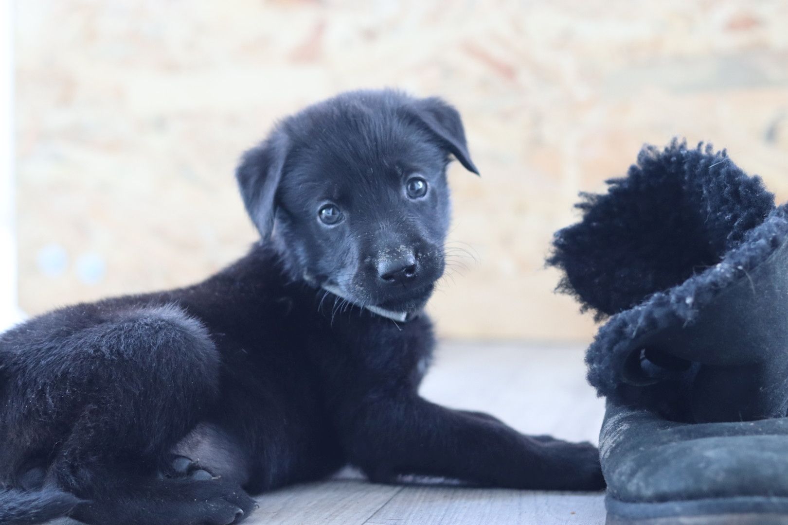 Labrador belgischer Schäferhund Welpen