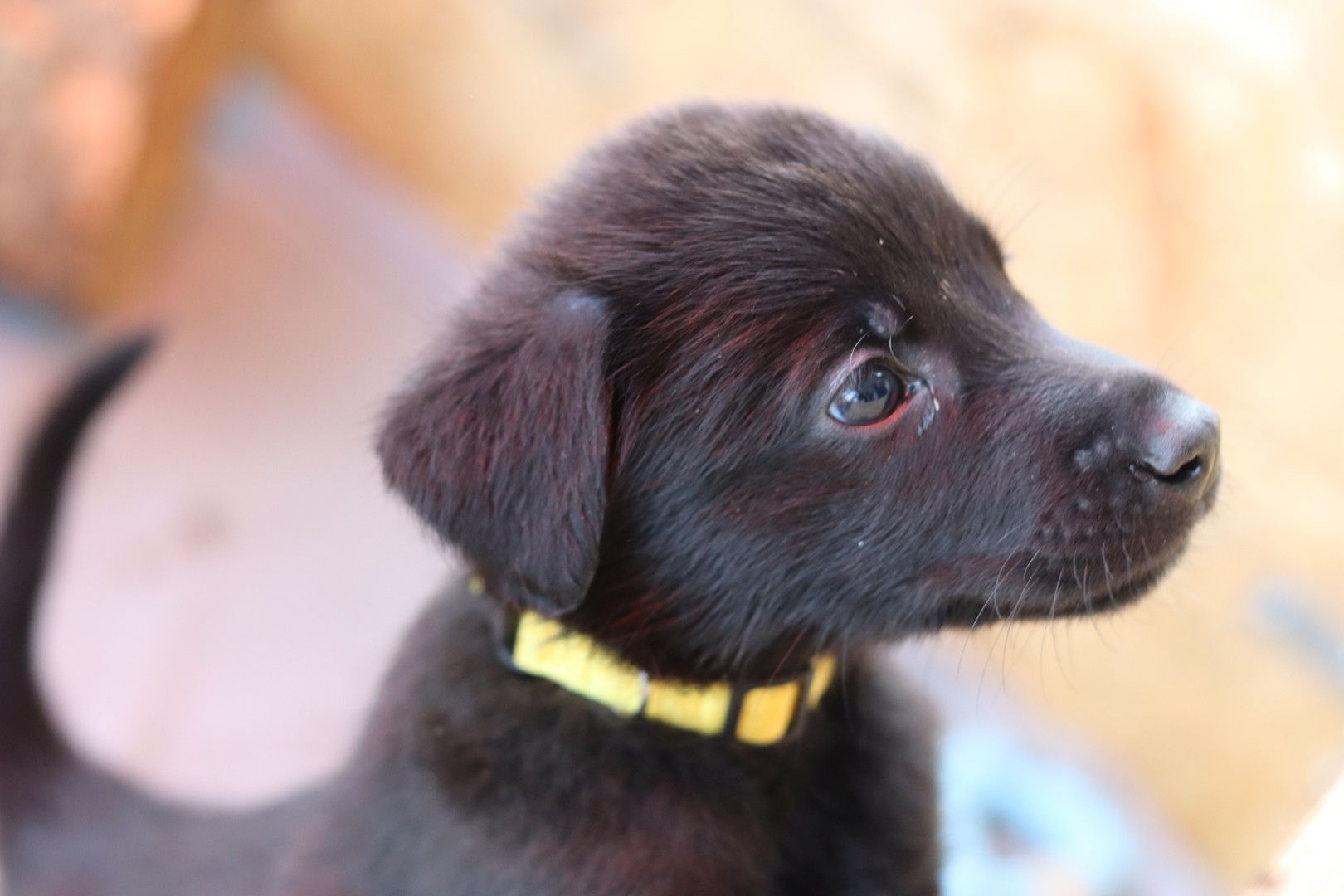 Labrador belgischer Schäferhund Welpen