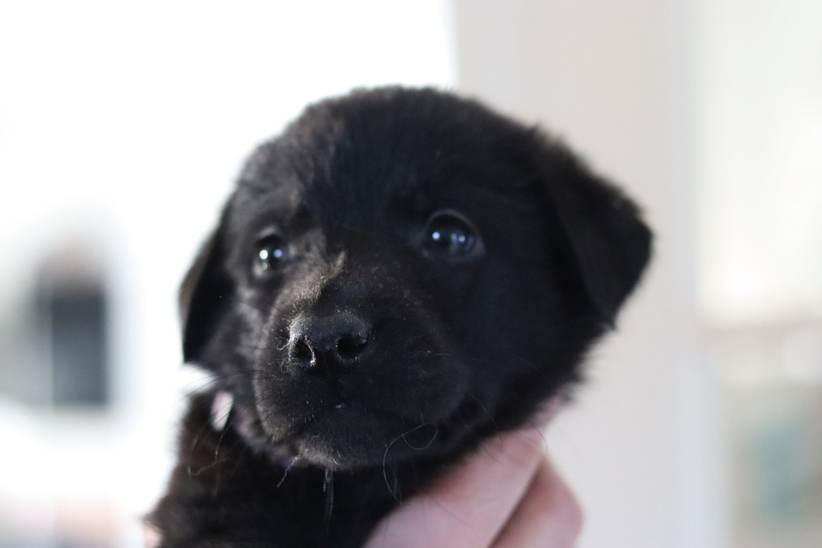 Labrador belgischer Schäferhund Welpen