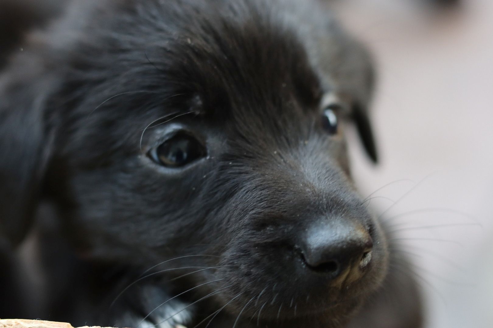 Labrador belgischer Schäferhund Welpen