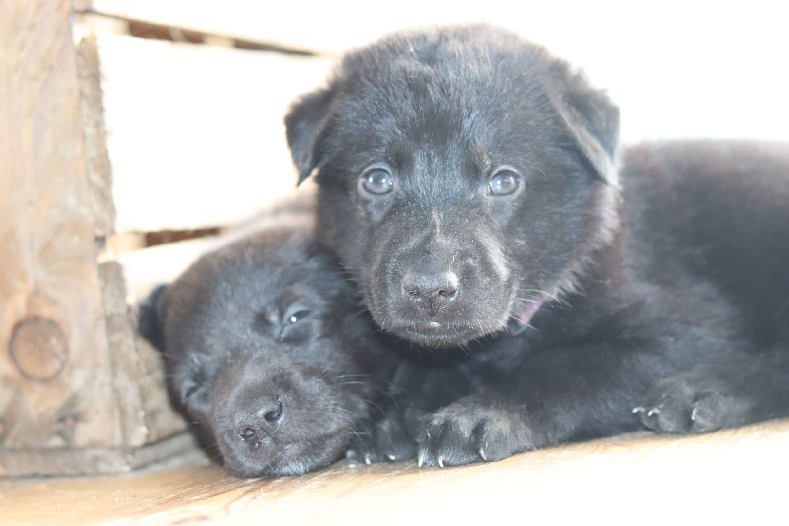 Labrador belgischer Schäferhund Welpen