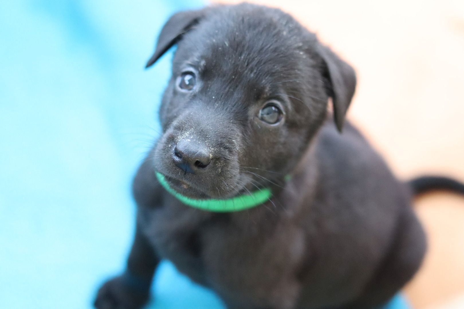 Labrador belgischer Schäferhund Welpen
