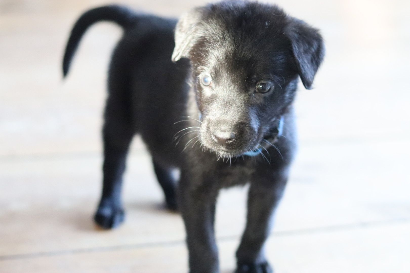 Labrador belgischer Schäferhund Welpen