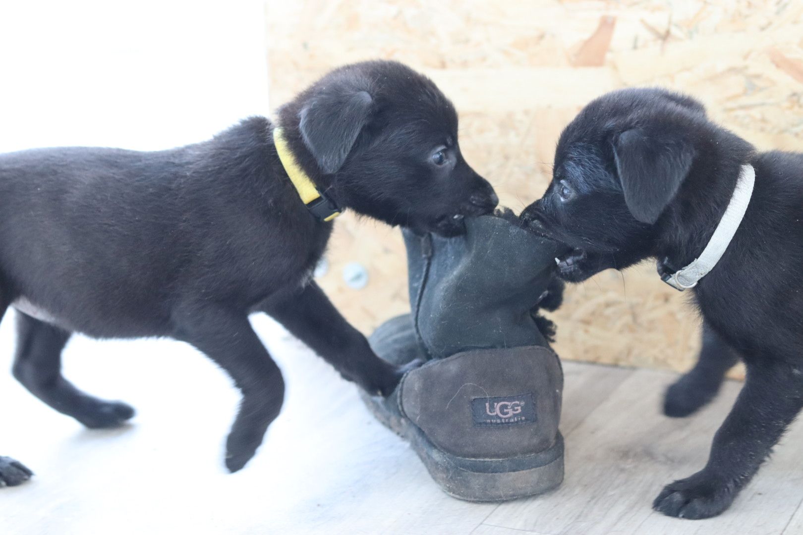 Labrador belgischer Schäferhund Welpen