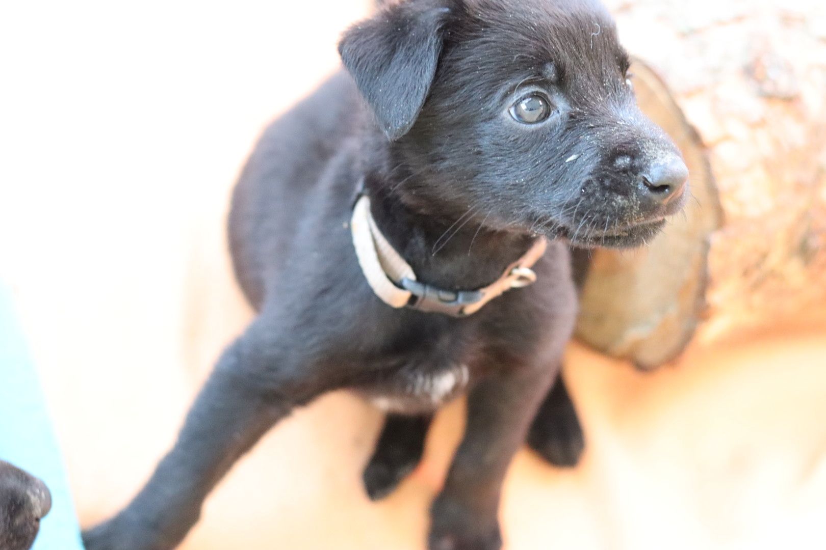 Labrador belgischer Schäferhund Welpen