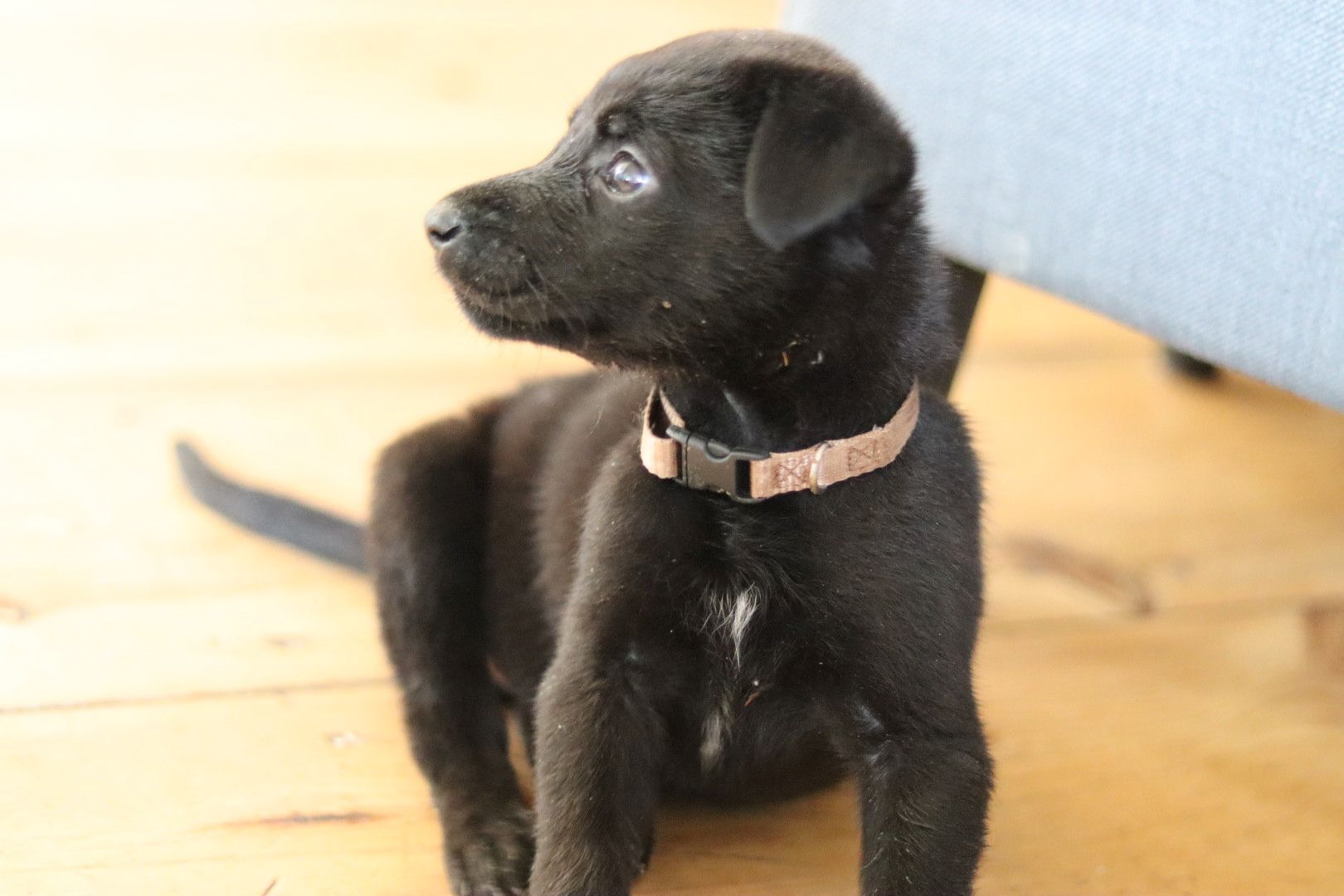 Labrador belgischer Schäferhund Welpen