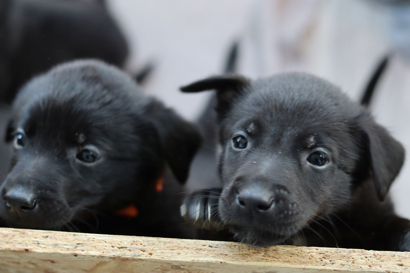 Labrador belgischer Schäferhund Welpen
