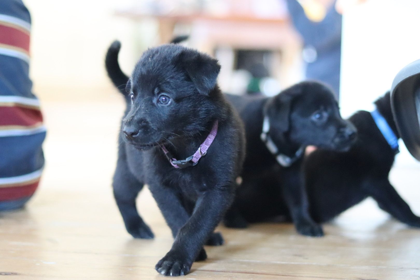 Labrador belgischer Schäferhund Welpen