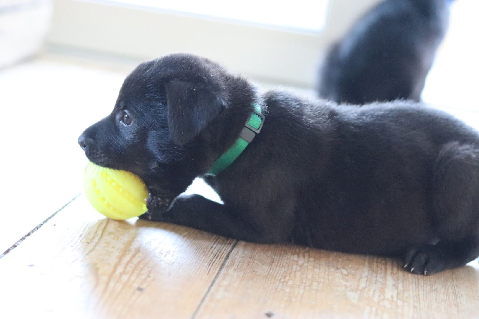 Labrador belgischer Schäferhund Welpen