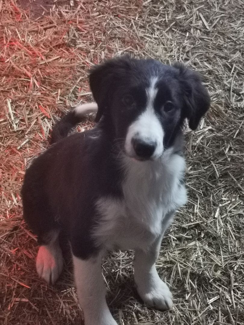 Border collie welpen