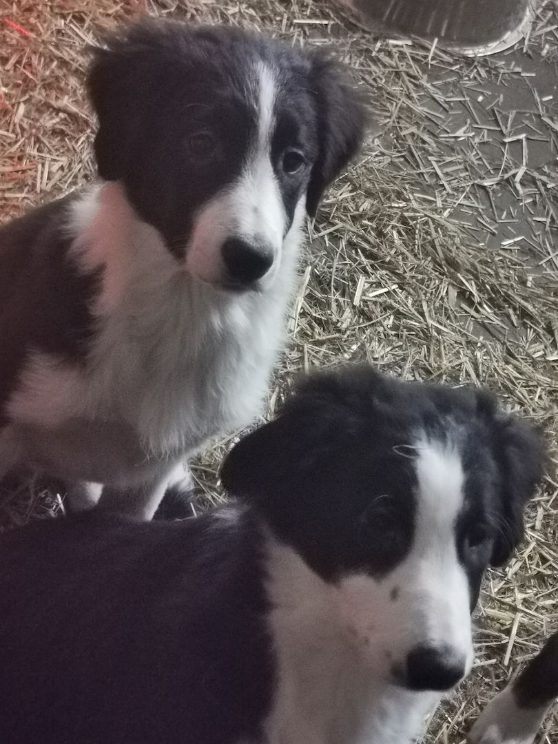 Border collie welpen