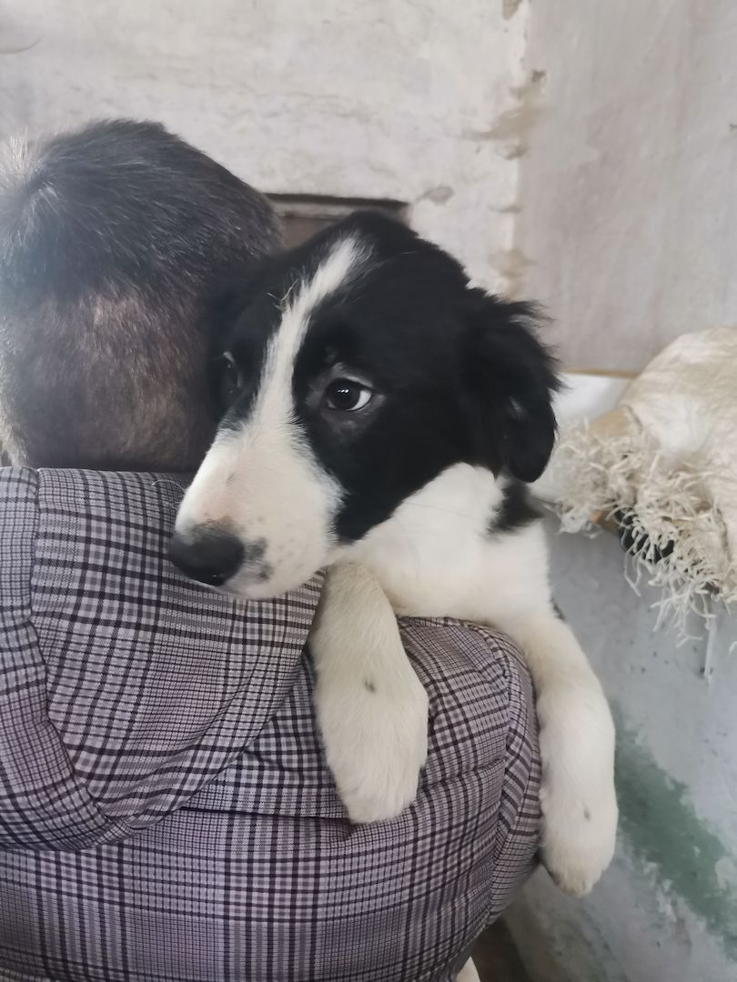 Border collie welpen