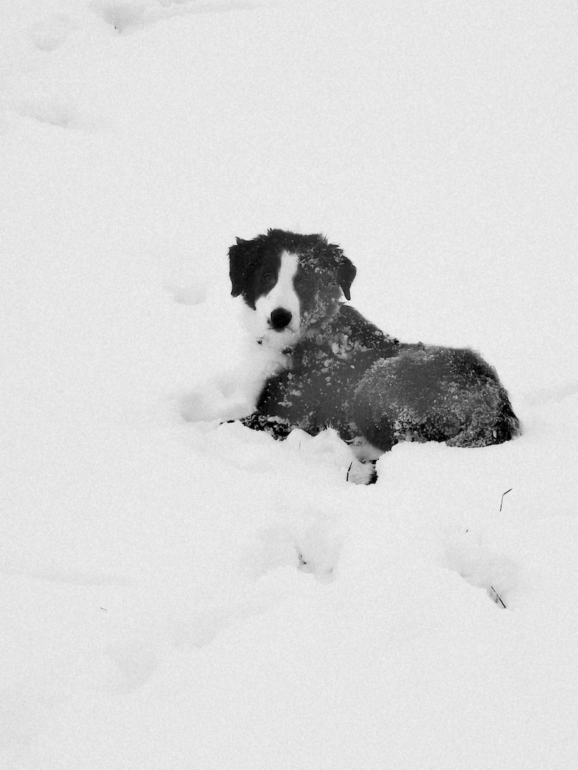Border collie welpen