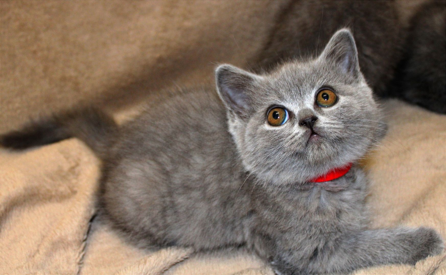 Bkh Kitten noch 1 Mädchen 