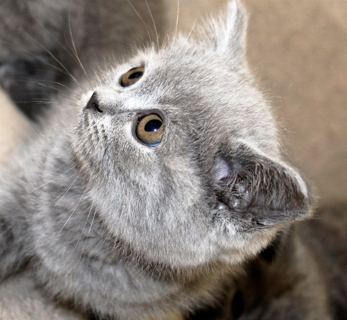 Bkh Kitten noch 1 Mädchen 