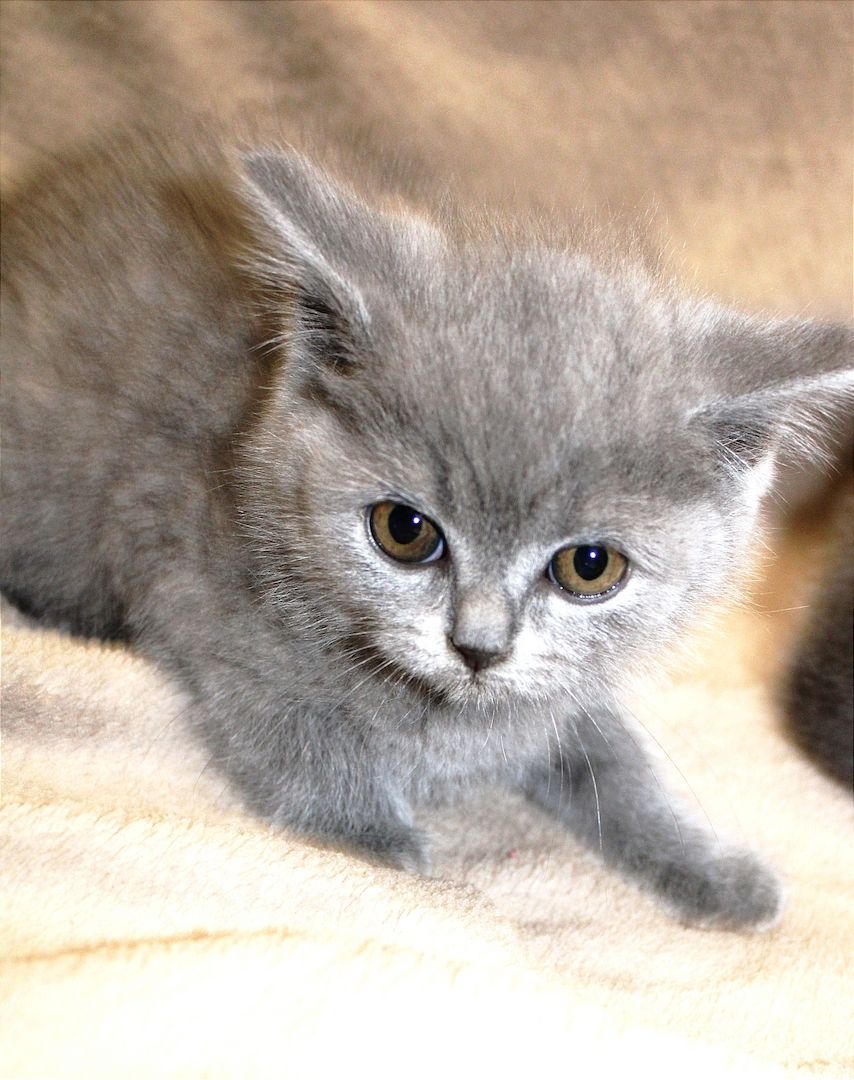 Bkh Kitten noch 1 Mädchen 