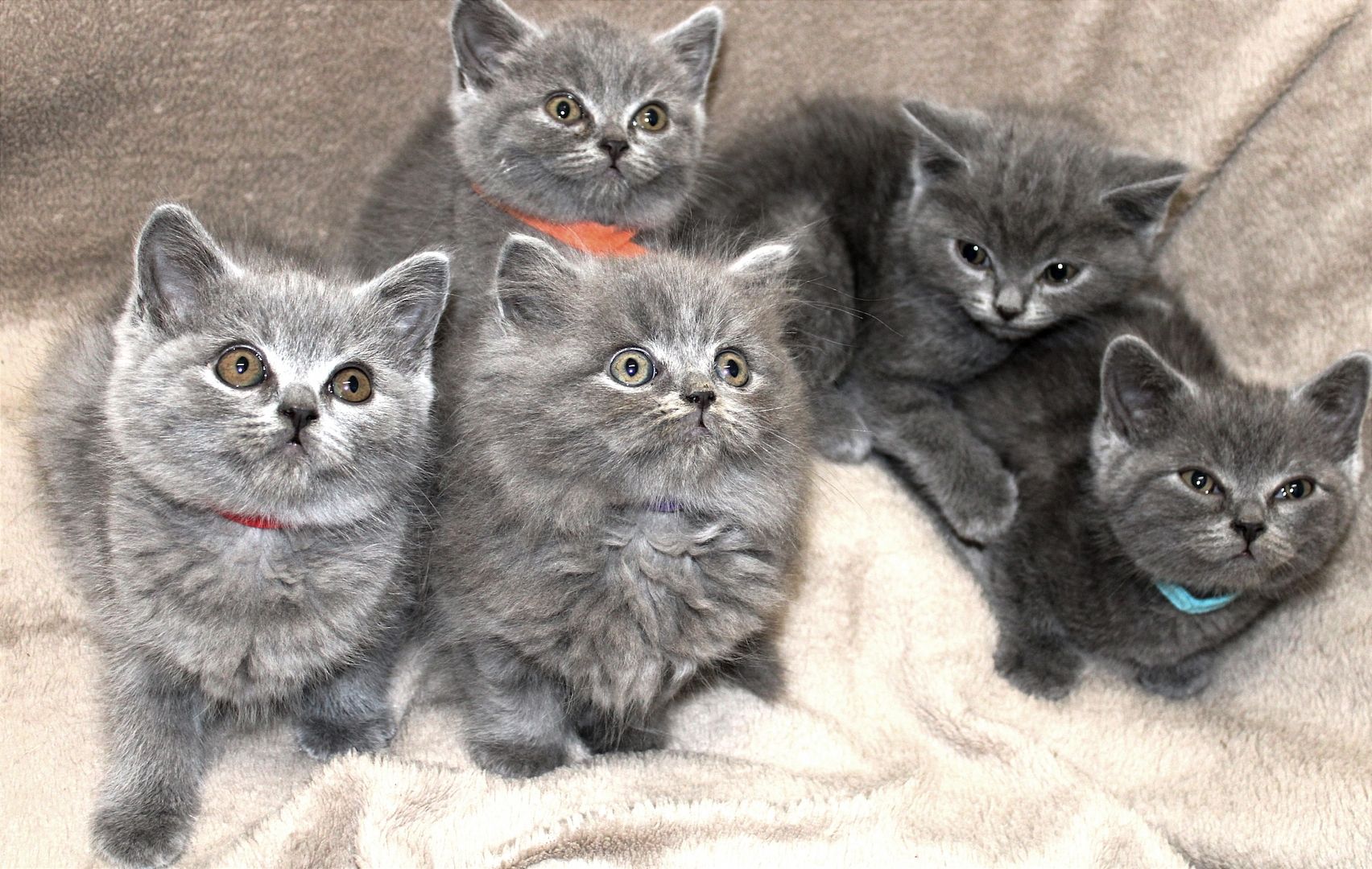 Bkh Kitten noch 1 Mädchen 