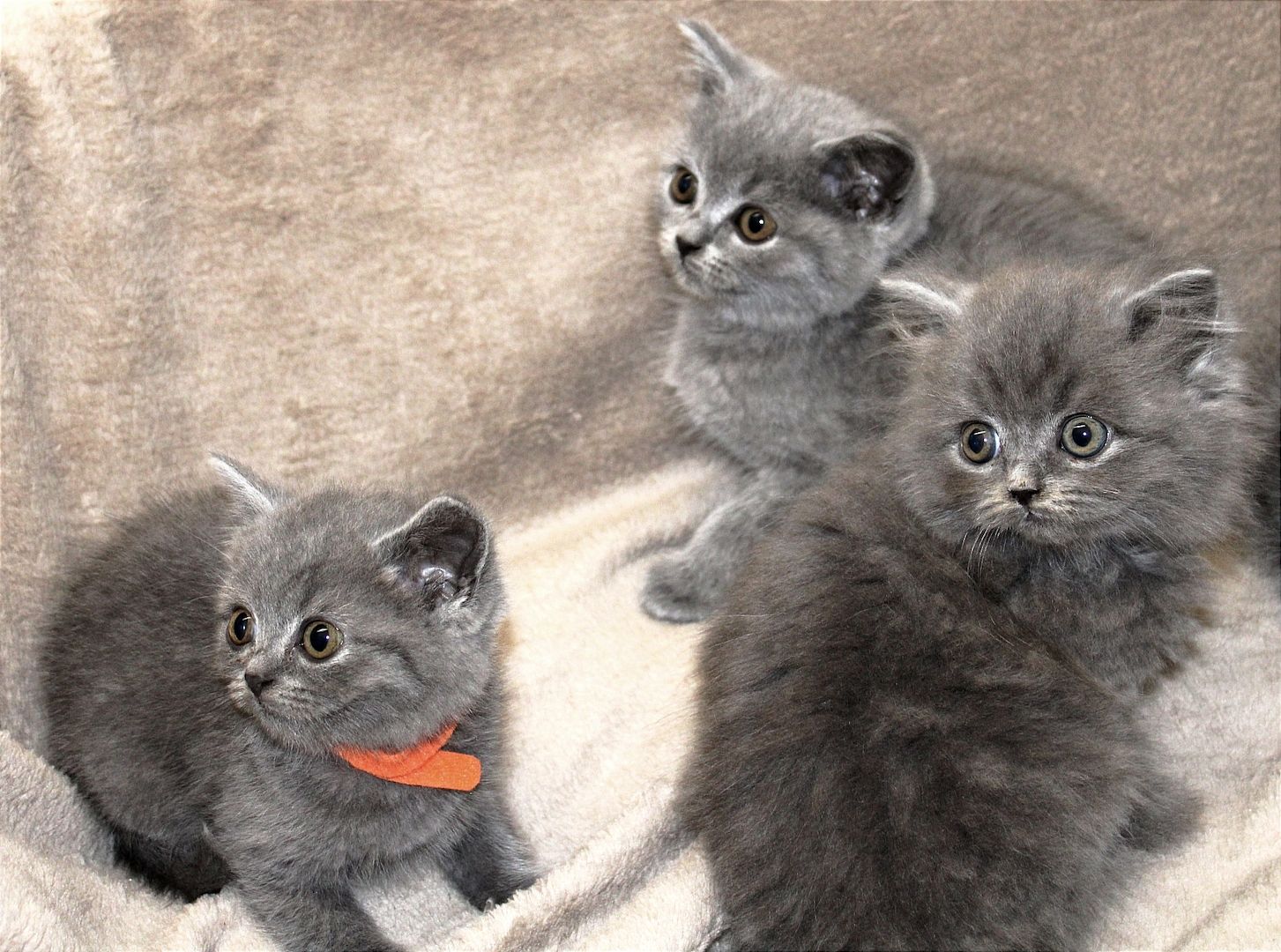 Bkh Kitten noch 1 Mädchen 