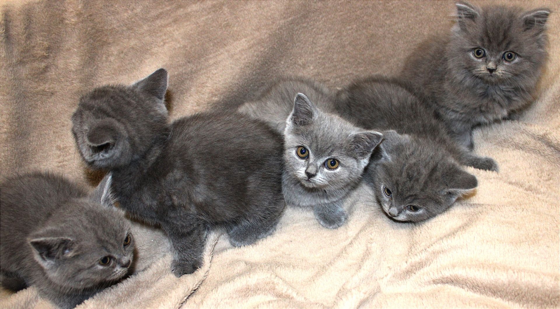 Bkh Kitten noch 1 Mädchen 