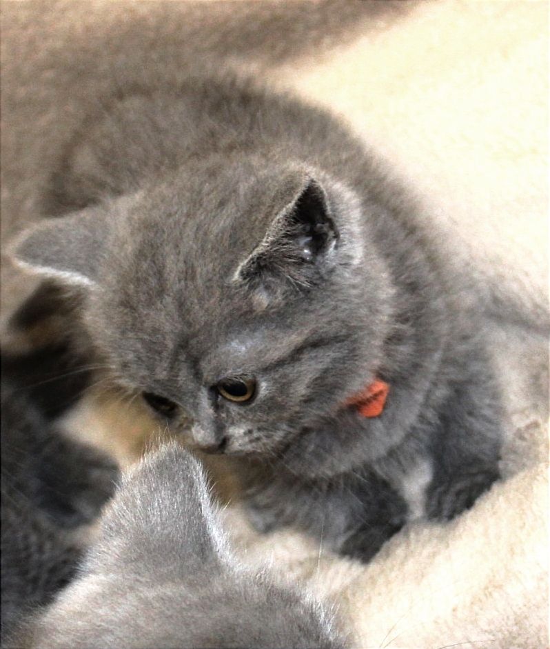 Bkh Kitten noch 1 Mädchen 