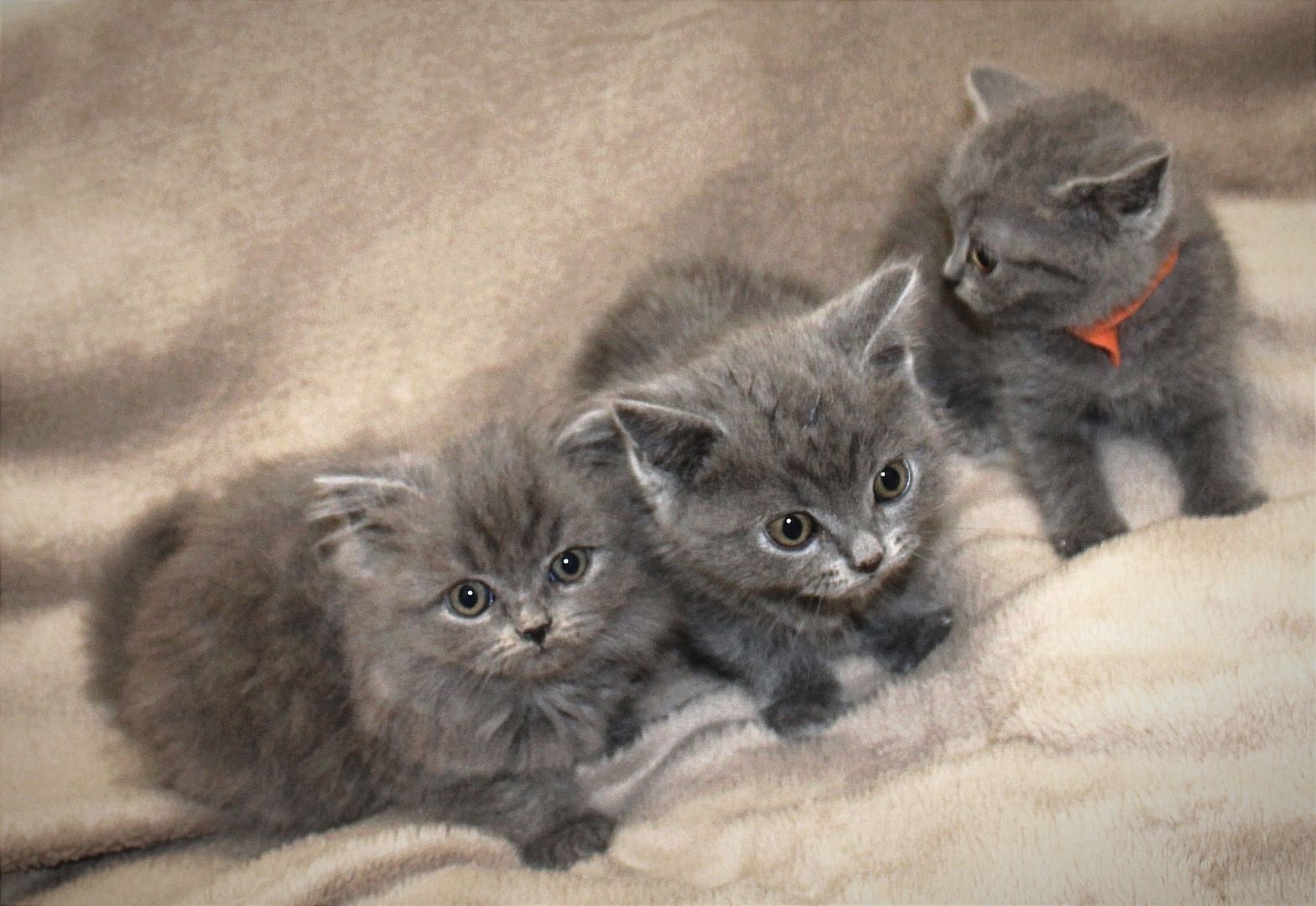 Bkh Kitten noch 1 Mädchen 