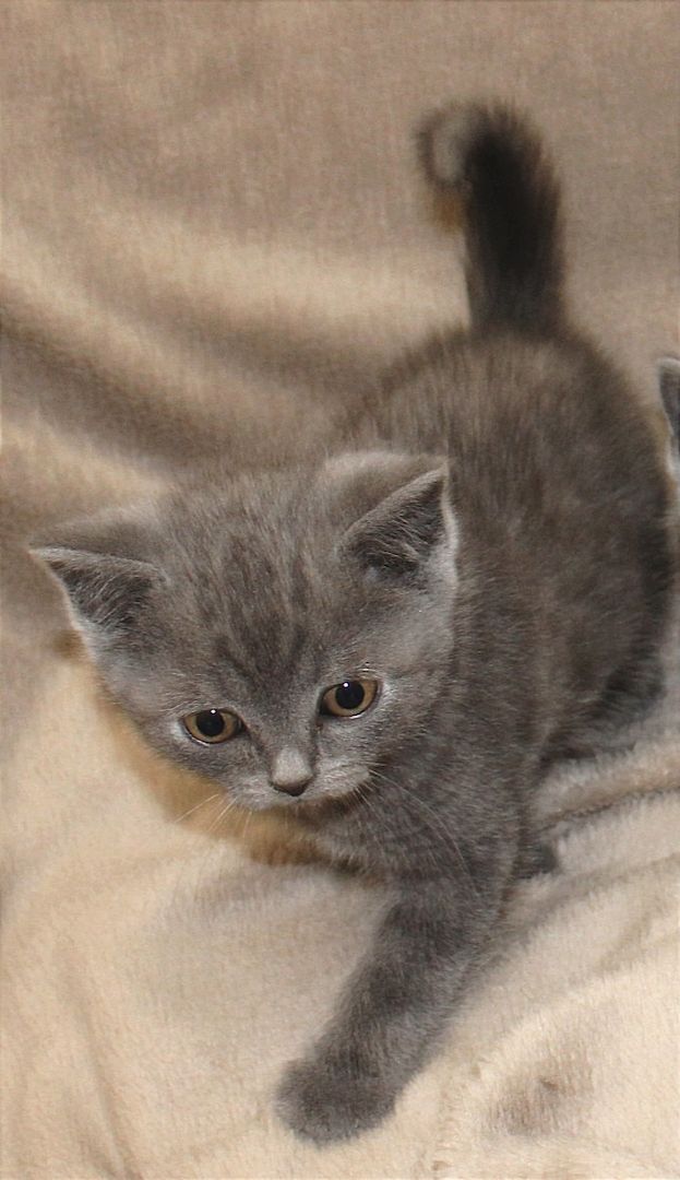 Bkh Kitten noch 1 Mädchen 