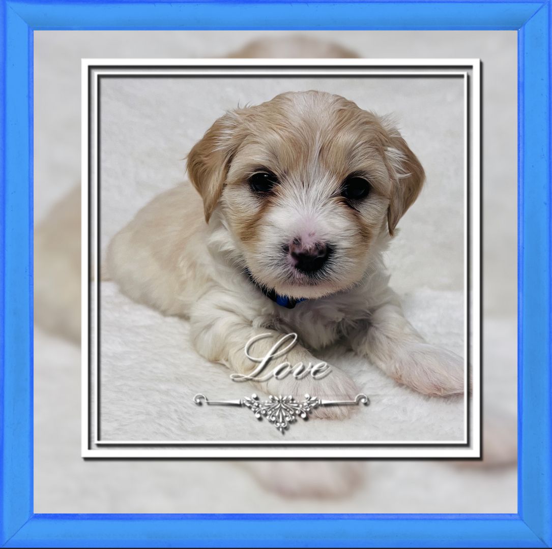 Reinrassige Havaneser Welpen