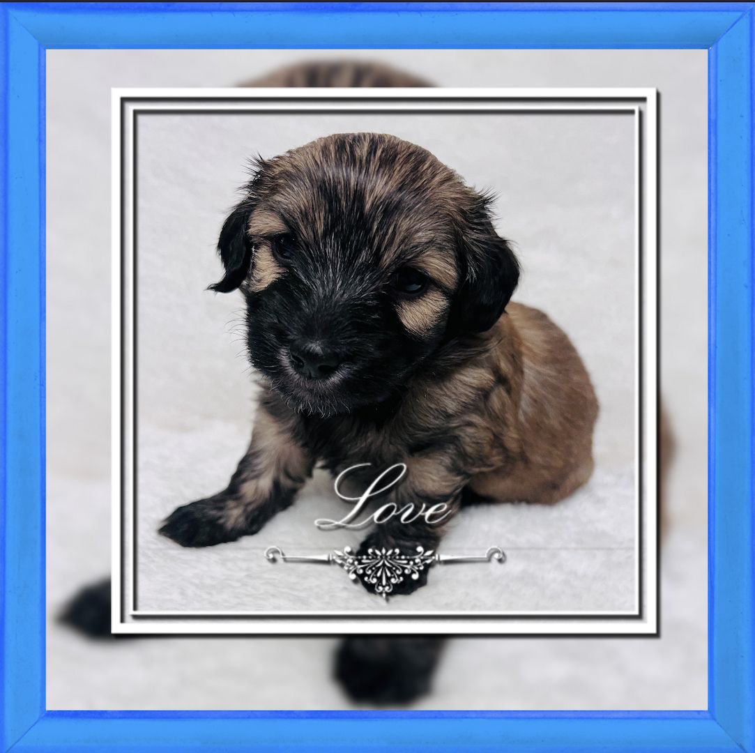 Reinrassige Havaneser Welpen