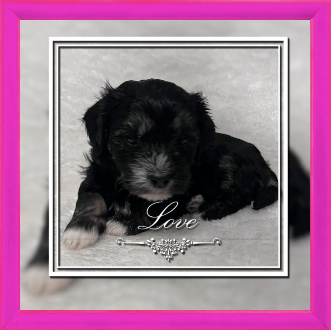 Reinrassige Havaneser Welpen