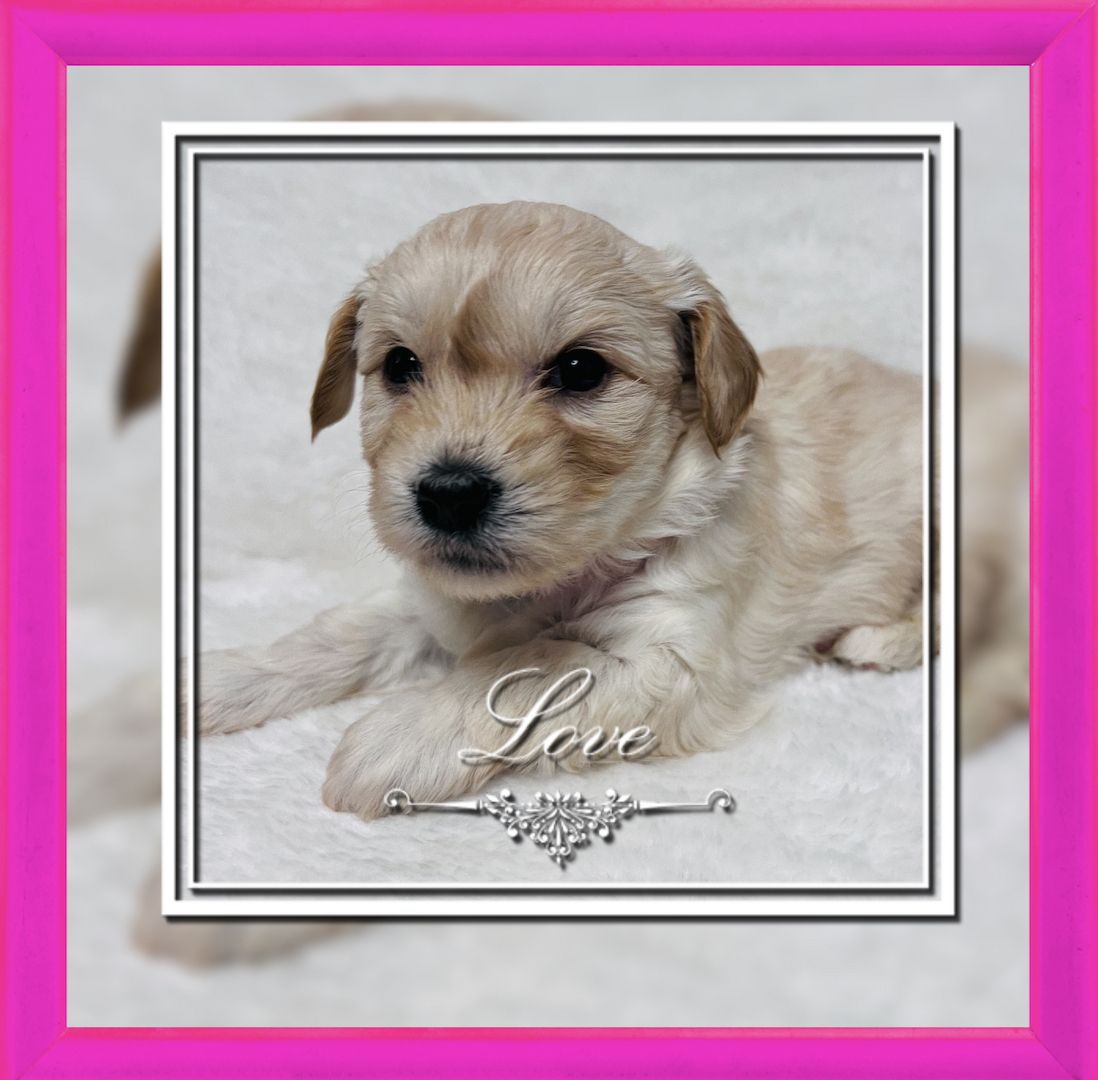 Reinrassige Havaneser Welpen