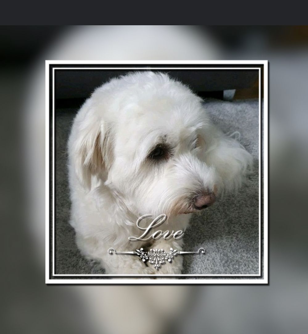 Reinrassige Havaneser Welpen