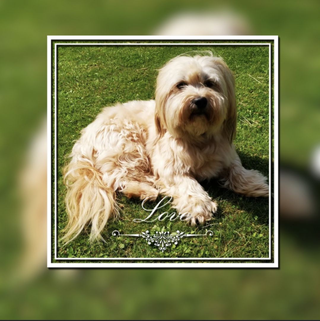 Reinrassige Havaneser Welpen