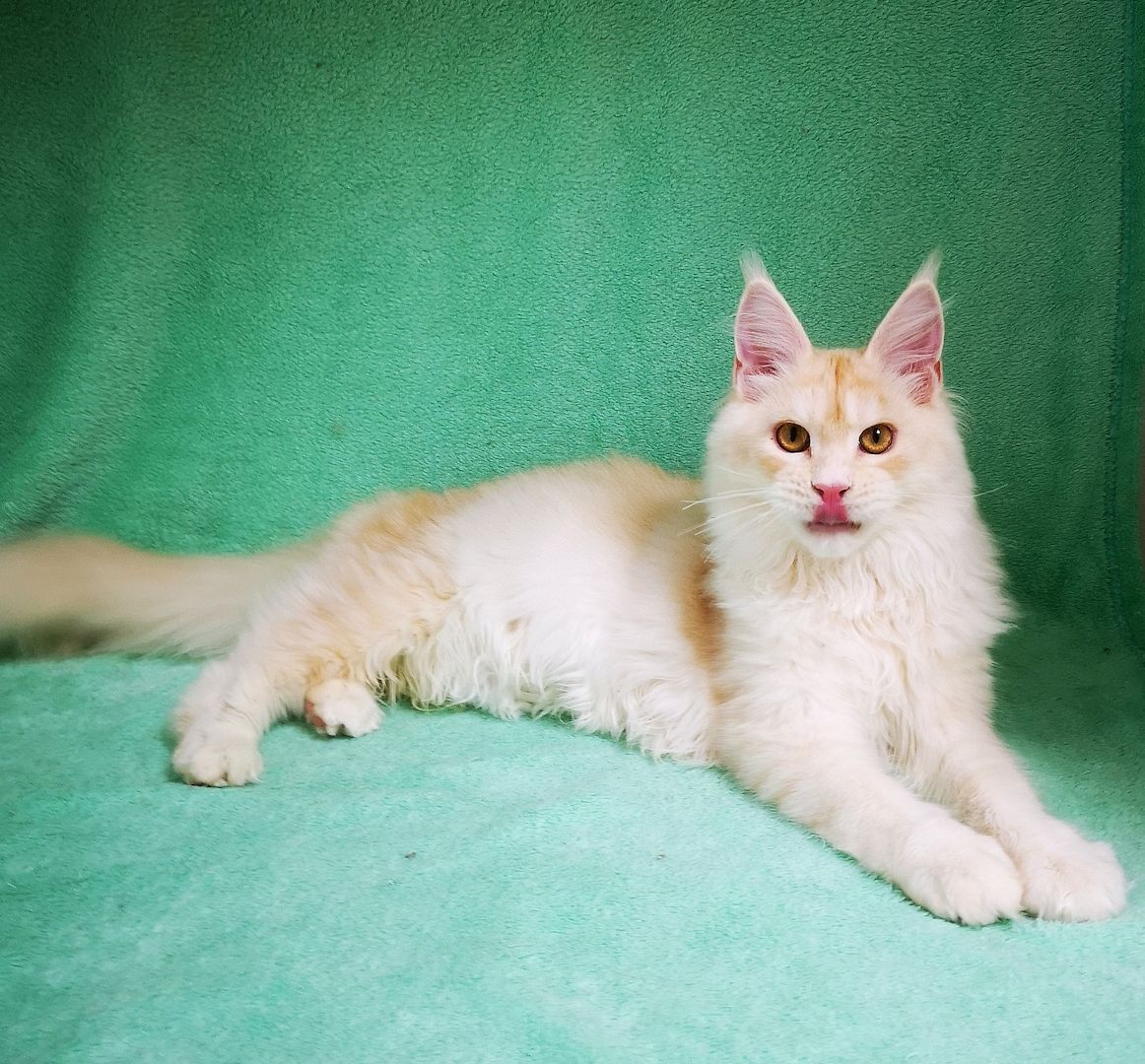 Maine Coon Kitten mit Stammbaum