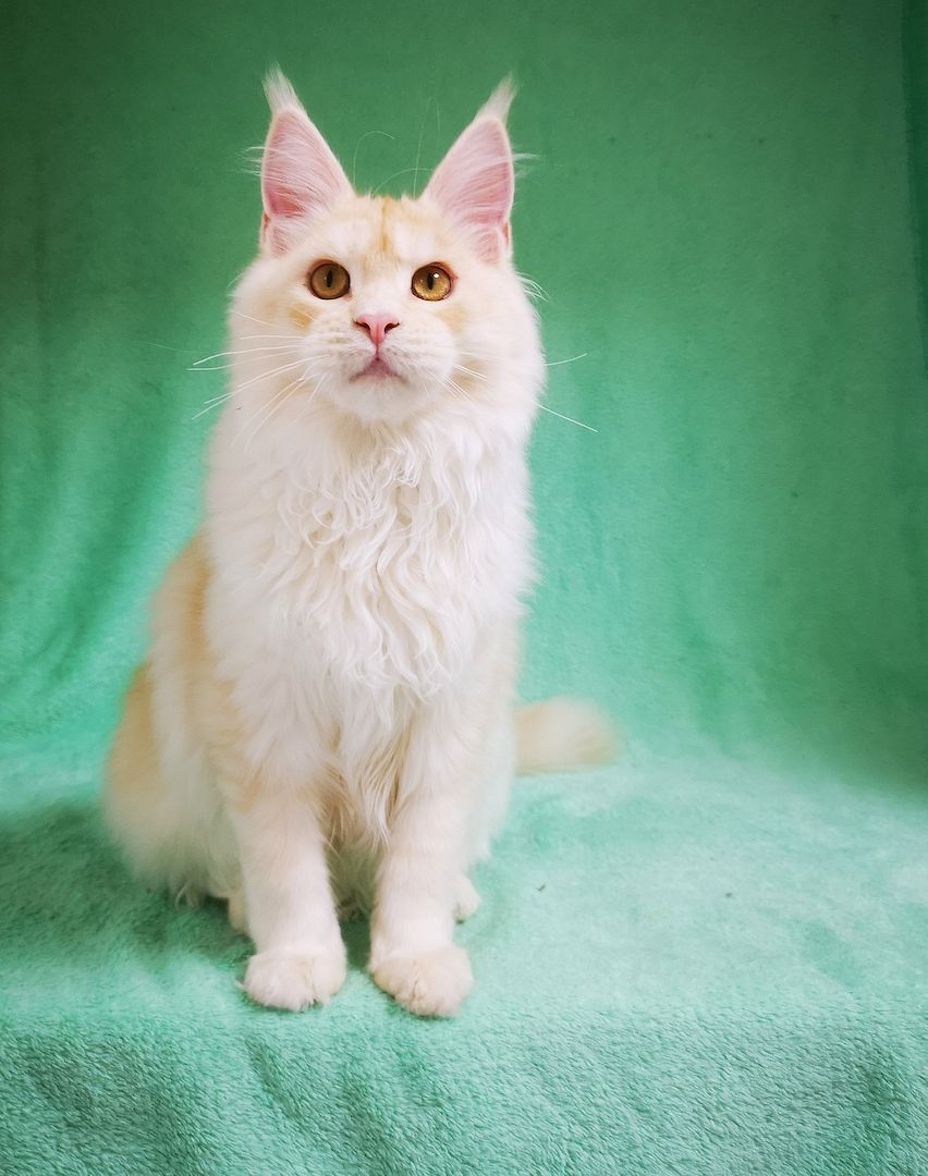 Maine Coon Kitten mit Stammbaum