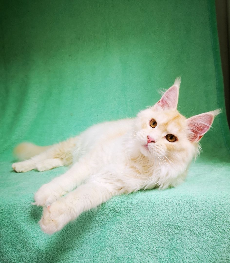 Maine Coon Kitten mit Stammbaum