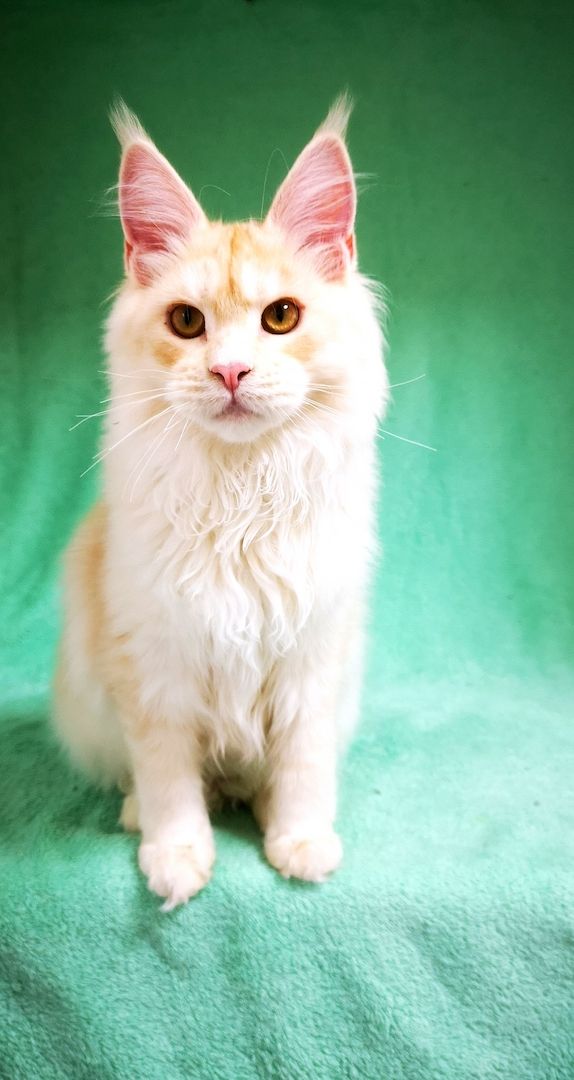 Maine Coon Kitten mit Stammbaum