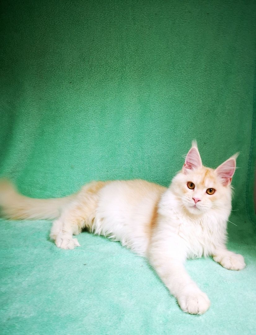 Maine Coon Kitten mit Stammbaum