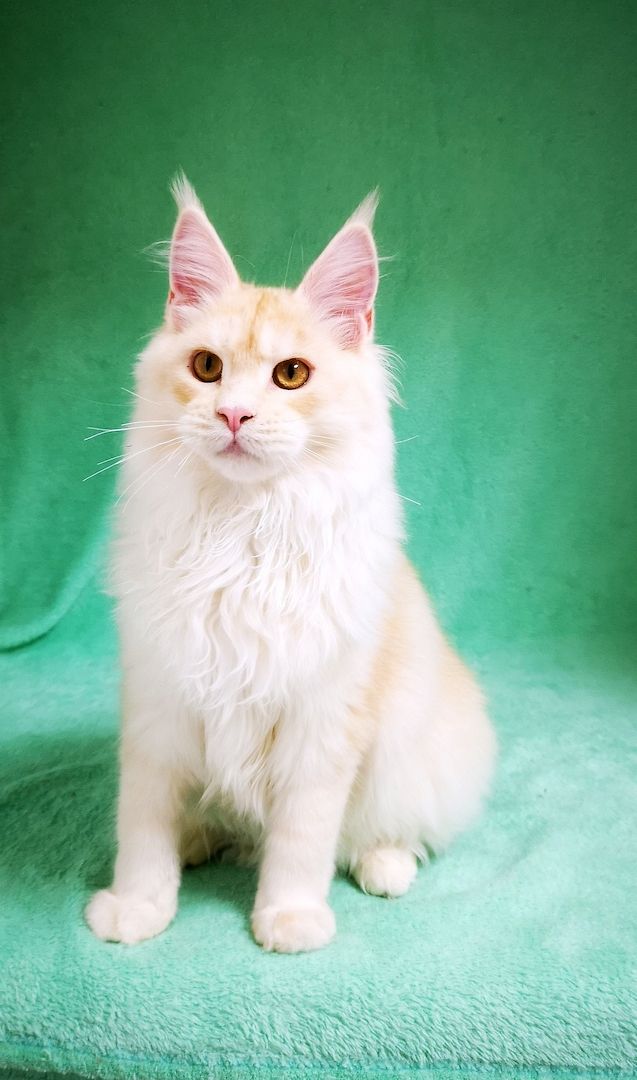 Maine Coon Kitten mit Stammbaum