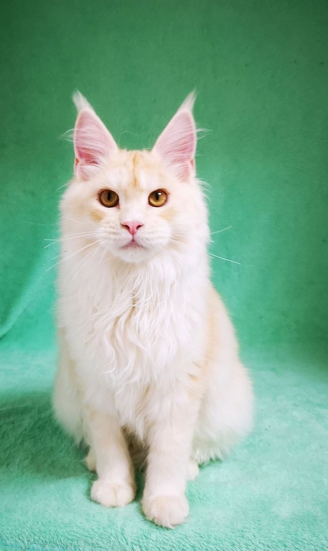 Maine Coon Kitten mit Stammbaum