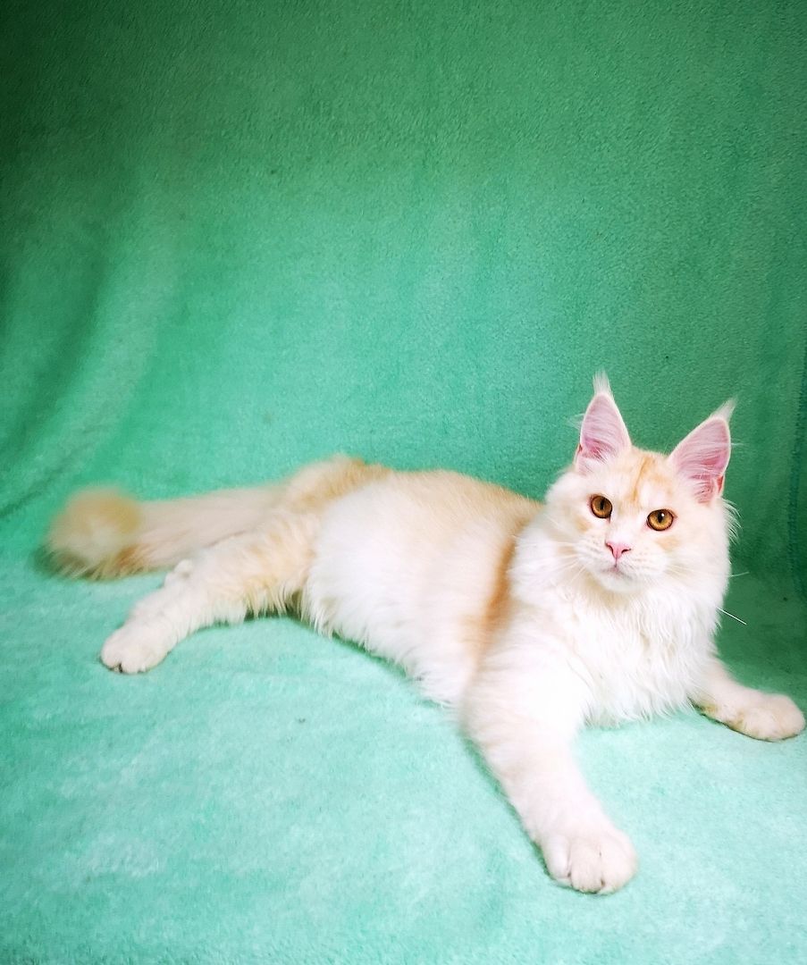 Maine Coon Kitten mit Stammbaum