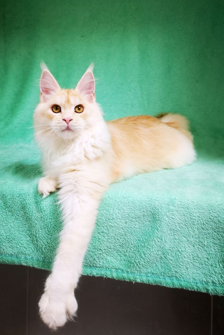 Maine Coon Kitten mit Stammbaum