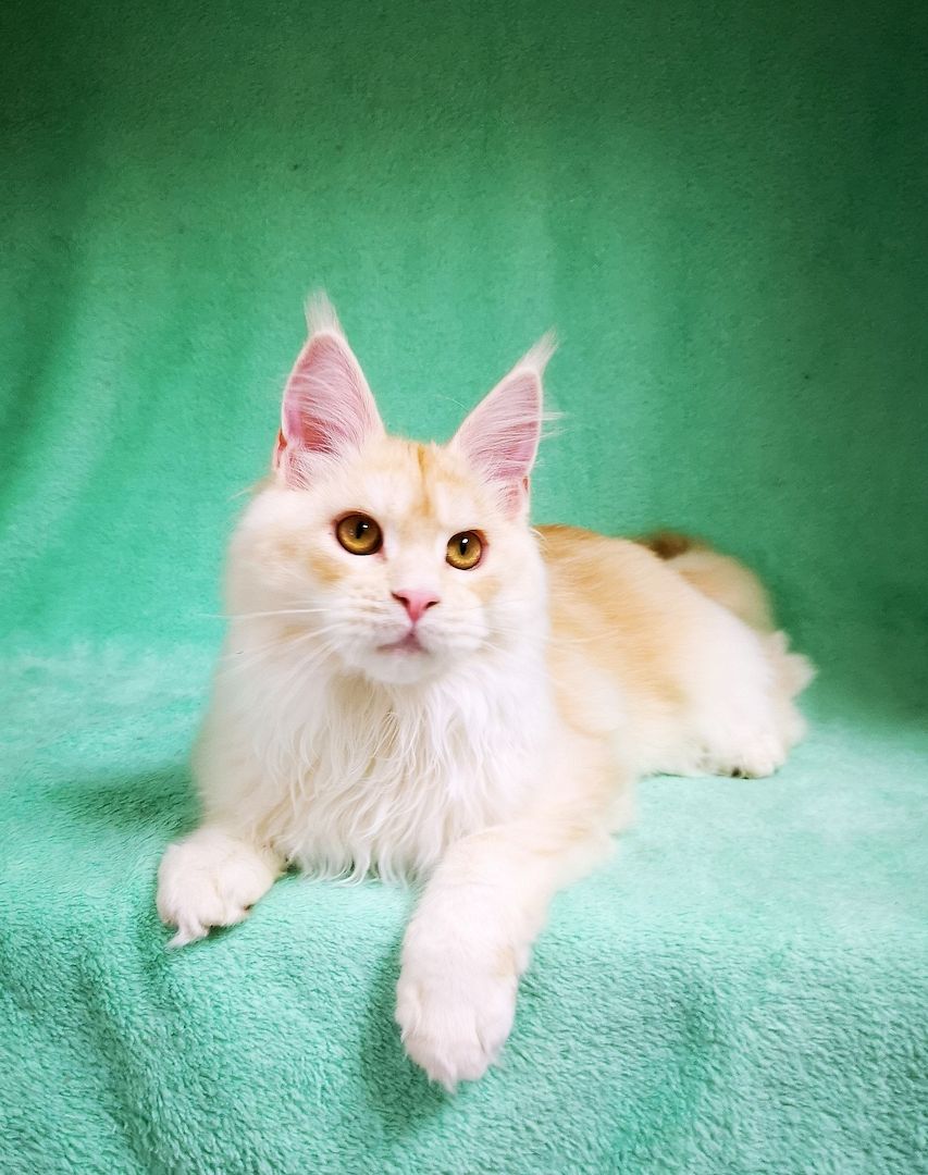 Maine Coon Kitten mit Stammbaum