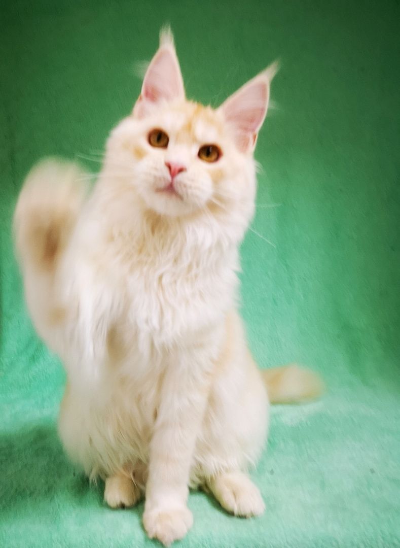 Maine Coon Kitten mit Stammbaum