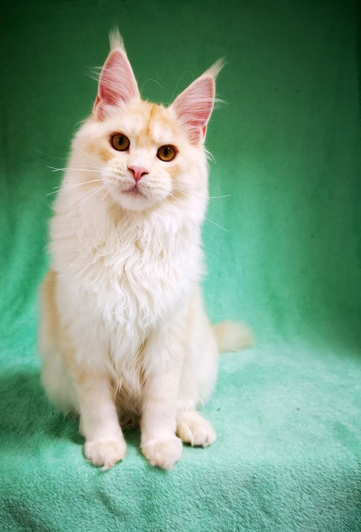 Maine Coon Kitten mit Stammbaum