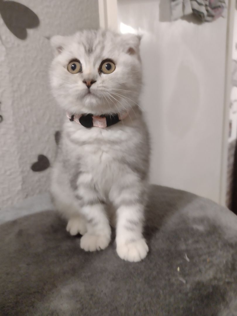 Britisch Kurzhaar Katze