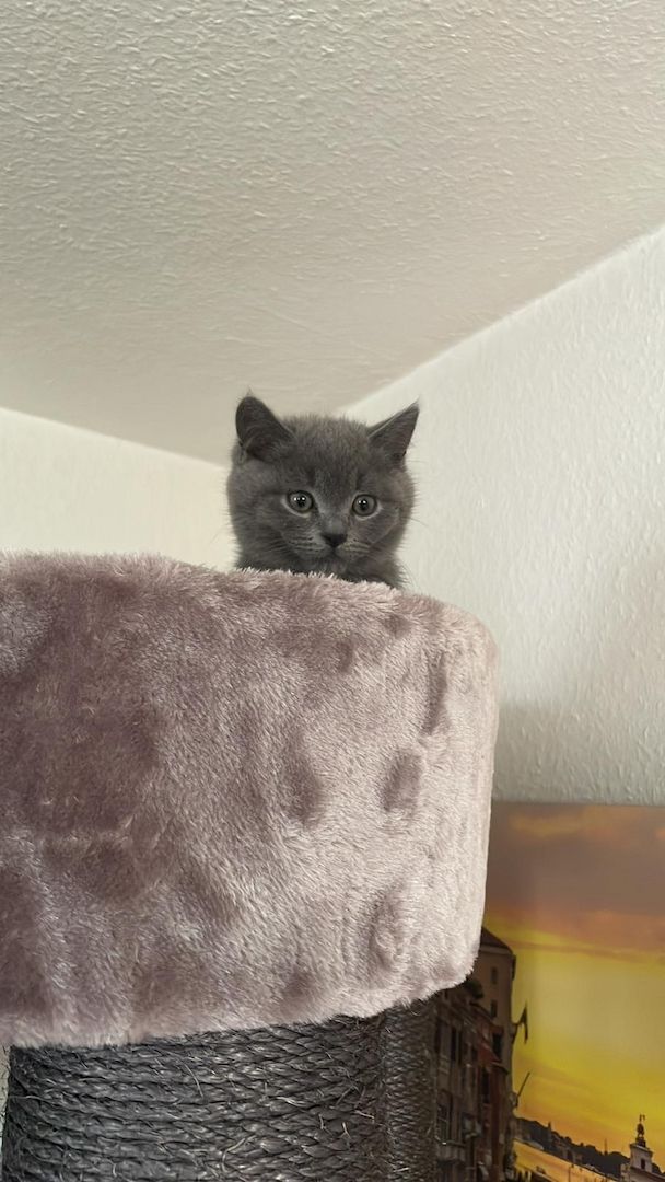 Bkh Kater Kitten 15 Wochen alt Brüder