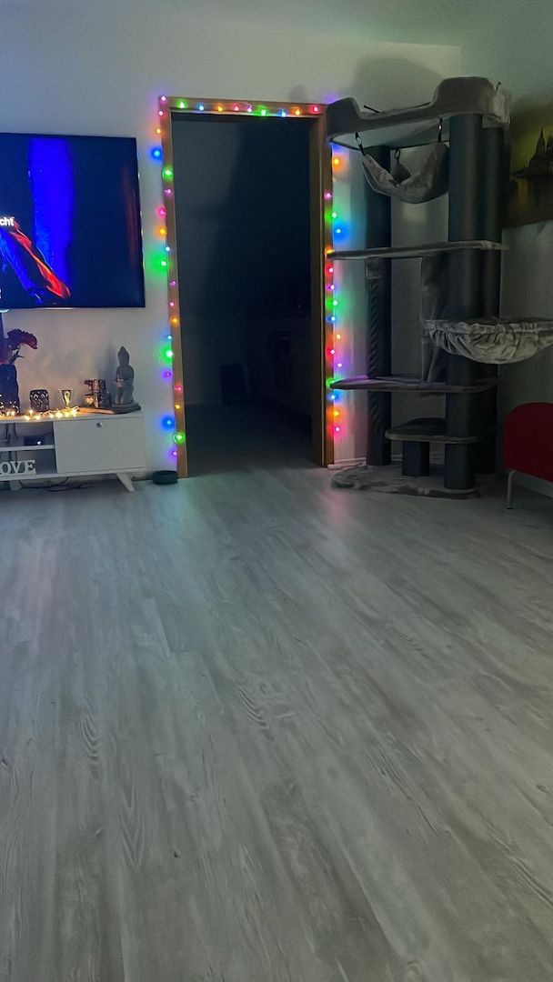 Bkh Kater Kitten 15 Wochen alt Brüder